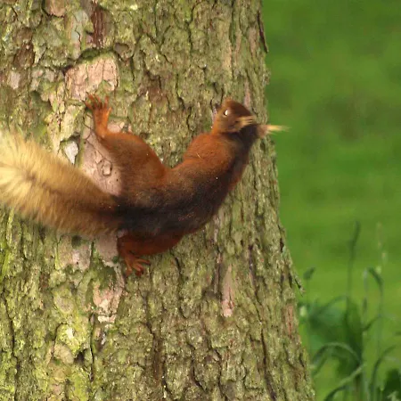 Snittlegarth 1 *